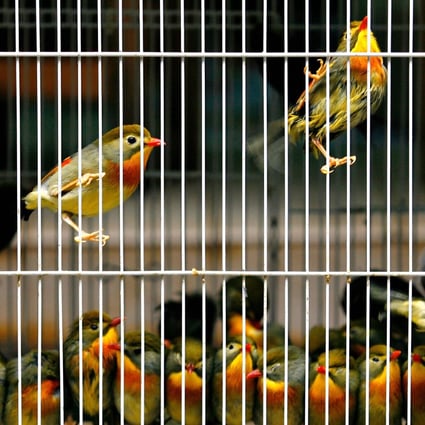 Captive birds for sale in a cage at a bird market in Hong Kong. A team of scientists has developed a technique that can determine whether such birds were raised in captivity or captured from the wild. Photo: AFP via Getty Images