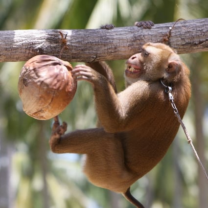 A monkey is trained to harvest coconuts at the Monkey Theatre in Samui Island, Thailand. File photo: EPA-EFE
