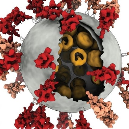 The fewer the spike proteins on a coronavirus, the more efficiently the virus can bind with a cell, Chinese researchers have found. Photo: Zhejiang University school of medicine