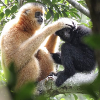 A female gibbon grooms a juvenile at the Bawangling National Nature Reserve in Hainan, China. The island is a biodiversity hotspot with some highly threatened endemic species, but has received relatively little conservation attention, one expert says. Photo: Kadoorie Farm and Botanic Garden