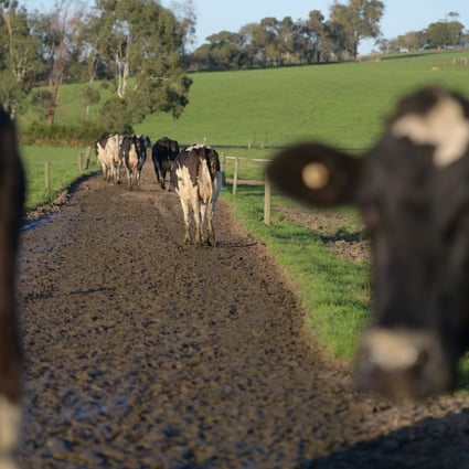 australia beef exports rescued after china ban by demand from us south korea south china morning post