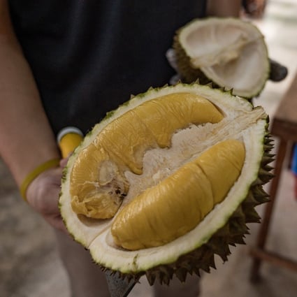 In Malaysia S Musang King Hub Of Pahang A Stinky Deal For Small Farmers Could Hit Durian Production South China Morning Post