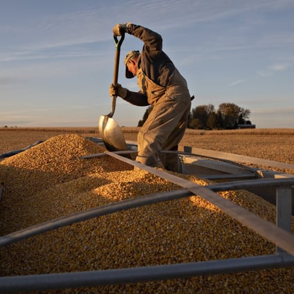 Having started to make purchases in March, China has ramped up its purchase of US corn since the start of July, having not made any in June, placing orders totalling 4.19 million tonnes this year for delivery over the next two years. Photo: Bloomberg
