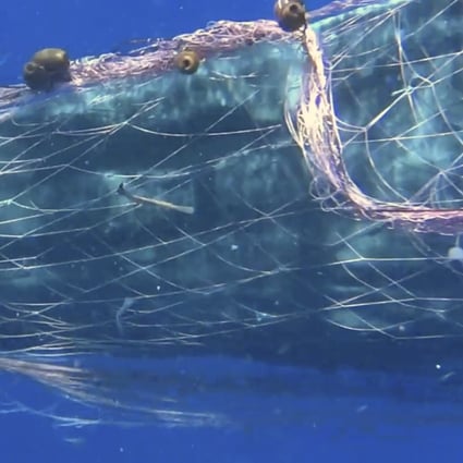 A whale trapped in a fish net in the waters near the Eolian islands, in the Mediterranean Sea. Italian coastguard divers attempted to free the whale before it swam off. Photo: AP