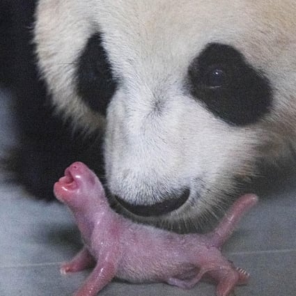 First Ever Giant Panda Cub Born In South Korean Zoo South China Morning Post First Ever Giant Panda Cub Born In South Korean Zoo South China Morning Post
