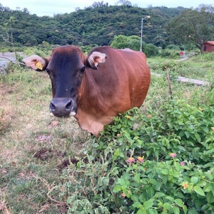 Hong Kong’s expensive. Who moo? Photo: Neil Newman