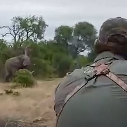 Video of the hunt shows a startled elephant facing the hunter, before it took its first bullet to the head. Photo: Peta