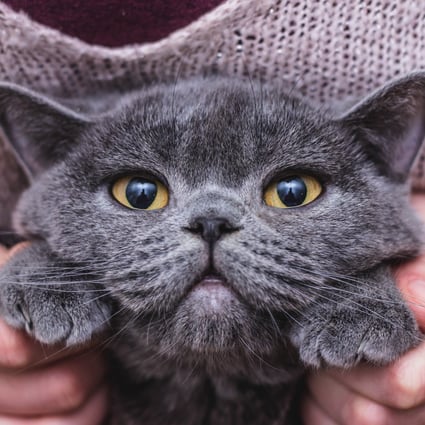 A Scottish shorthair cat. A different Scottish shorthair living in Hong Kong was confirmed to have tested positive for Covid-19 on Wednesday. Photo: Shutterstock