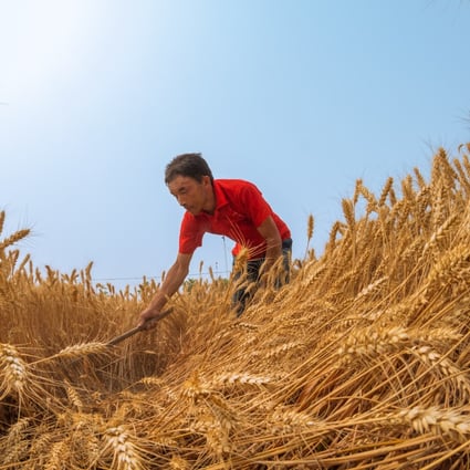 A man works in the wheat field in Yanzhuang village, Anyang city, in central China’s Henan province. The nation’s agriculture minister, Han Changfu, wrote in an opinion piece published on Friday in People’s Daily that China is “confident and capable of ensuring food security”. Photo: Xinhua