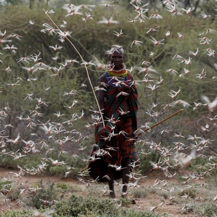 A swarm of desert locusts in Kenya. File photo: Reuters