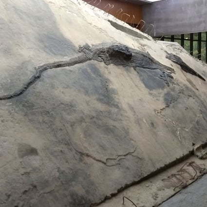 An ichthyosaur specimen with its stomach contents visible as a block that extrudes from its body is displayed near the entrance of the Xingyi Geopark Museum in Guizhou. Photo: Ryosuke Motani via AFP