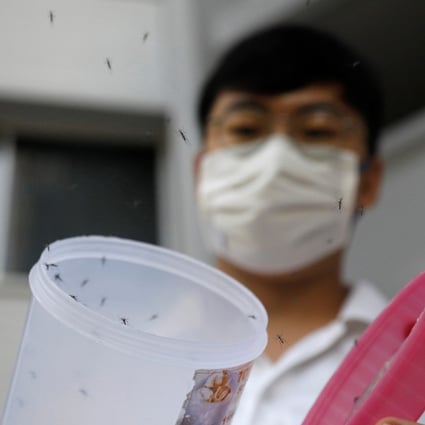 Singapore fights worst dengue outbreak with labgrown mosquitoes