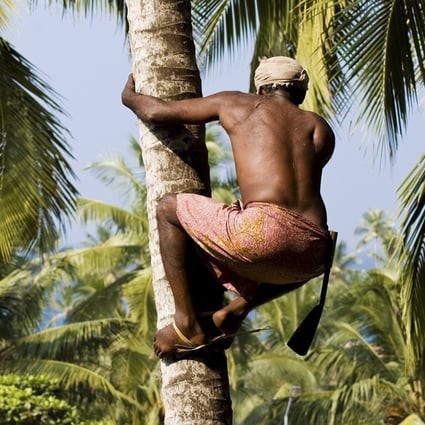 A man deftly climbs a palm tree to pick coconuts in Kerala, India. Many coconut pickers have benefited from new equipment that makes the job safer and allows them to work faster and earn more money – developments that for the first time have drawn women to the job. Photo: Shutterstock