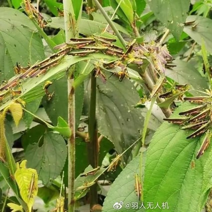 China is battling one of the worst locust infestations in decades, raising fears of further damage to food production. Photo: Weibo