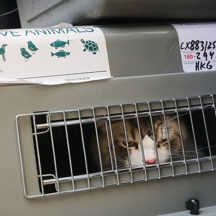 More mainland Chinese pet owners frantically seeking whereabouts of