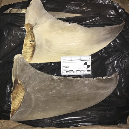 Confiscated hammerhead shark fins are displayed at the Port of Miami. Photo: US Fish and Wildlife Service handout via AP