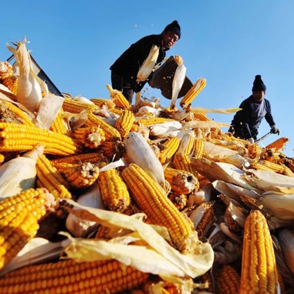 Farmers dry harvested corn at a grain depot in Heilongjiang province – part of China’s key northeastern grain region that was recently hit by three typhoons. Photo: Xinhua