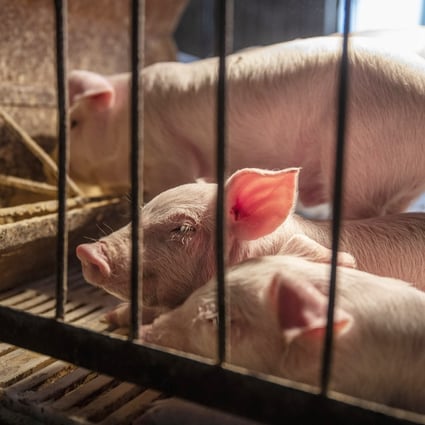 Researchers in Canada and the US say they found the coronavirus in swine tissue about two weeks after infection. Photo: Bloomberg