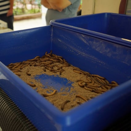 Live worms, used for ant feed, in a tray outside the Just Ants shop in Singapore. Photo: Reuters