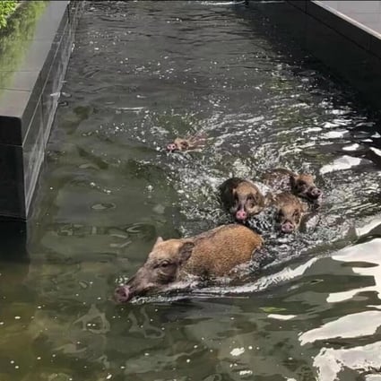 A wild boar family surprised workers in Hong Kong’s main business district on Thursday when they took a dip in a Bank of China Tower pool. Photo: Facebook