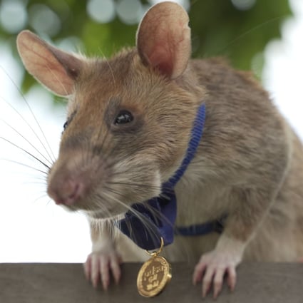 Hero rat which detected landmines in Cambodia wins UK bravery award | South  China Morning Post