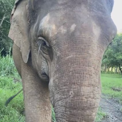 The Elephant in the Zoom: elephants in northern Thailand offered to  organisers of video call meetings to help raise funds for their care |  South China Morning Post