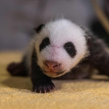 It\'s a boy: Washington\'s new panda cub gets gender reveal | South ...