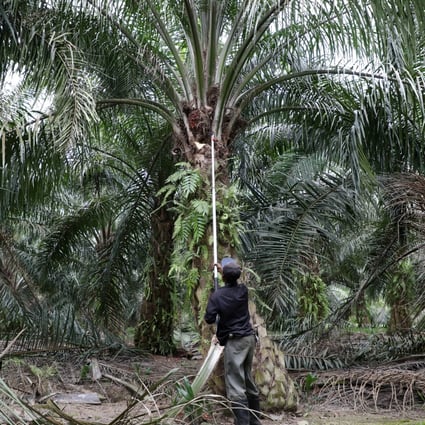Indonesian Group Blames Malaysia For Inhumane Treatment Of Illegal Migrant Workers In Sabah Report South China Morning Post