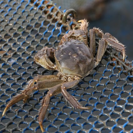 Hairy crabs, a popular delicacy famed for their roe, are in season from late-September to November. Photo: SCMP