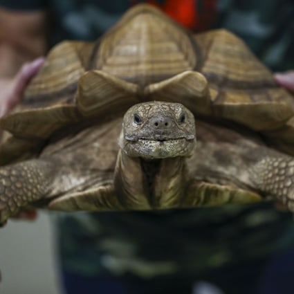 A grooved tortoise at a pet supplies expo. One complaint involved the alleged sale of a pet owner’s beloved tortoise. Photo: Nora Tam