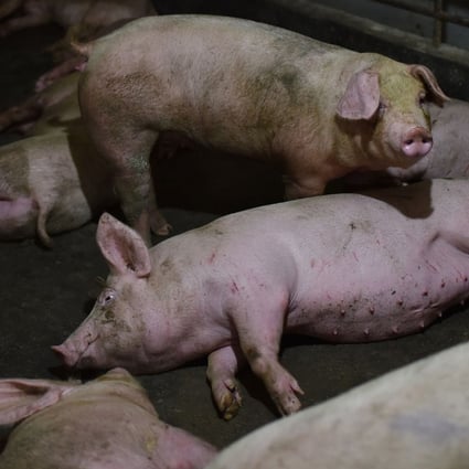 The new virus causes gastrointestinal issues in swine and it might produce respiratory or other issues in people, said Rachel Graham of UNC’s Department of Epidemiology. Photo: AFP via Getty Images / TNS