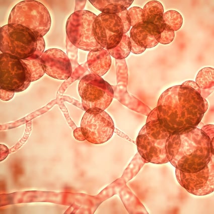 The Candida auris fungi is drug resistant and potentially fatal. Photo: Shutterstock Images