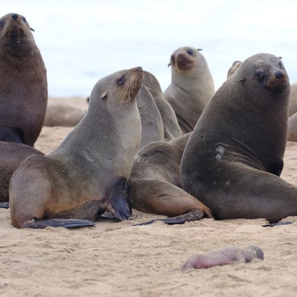 Adult seals gather behind a dead pup foetus on a beach near Pelican Point, Namibia in September. Photo: Ocean Conservation Namibia / Reuters