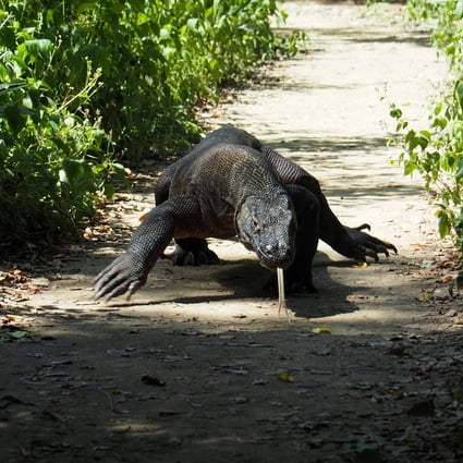 A Komodo Dragon is seen in Komodo National Park, Indonesia, in 2018. Photo: Reuters