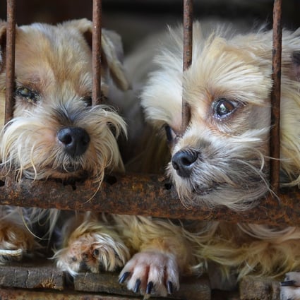 There are thought to be dozens, in not hundreds, of illegal puppy mills in Hong Kong that keep animals in appalling conditions. Photo: Shutterstock