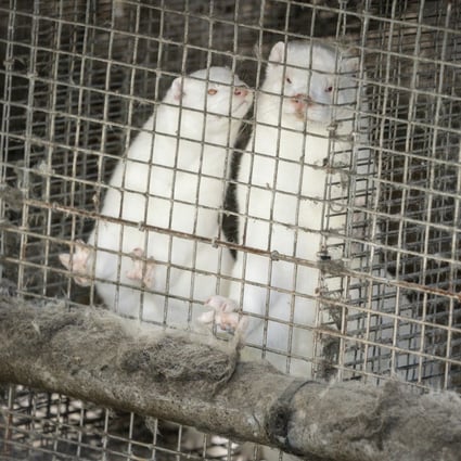 Minks at a fur farm in Gjoel in North Jutland, Denmark. Photo: EPA-EFE