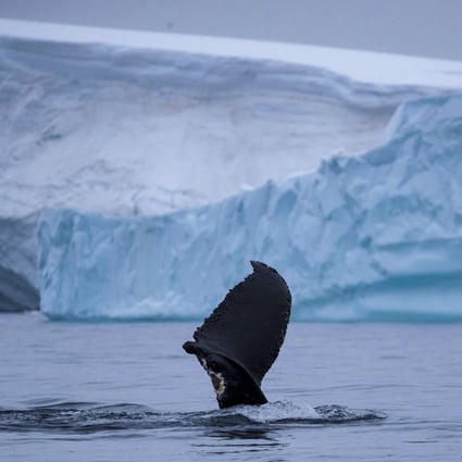 The proposed marine protected areas cover almost 4 million sq km of the Southern Ocean. Photo: Reuters