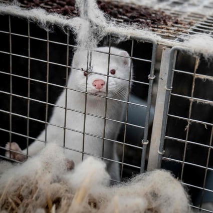 Denmark Pauses Mass Mink Slaughter To Contain Mutated Coronavirus After Criticism South China Morning Post