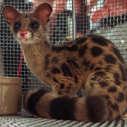 A rare spotted linsang, worth thousands of dollars, was among 1,200 live animals seized by customs officers in unmanifested cargo from a barge in Hong Kong. Using a law against serious and organised crime to tackle the illegal trade in wildlife and endangered animal parts could bring better results than current enforcement action. Photo: SCMP