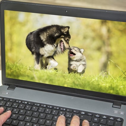 animal cams to watch during lockdown