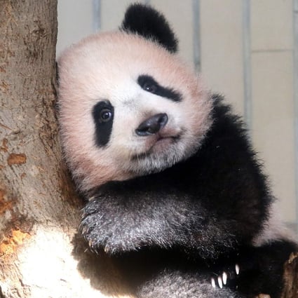 Xiang Xiang plays in her enclosure in December 2017. Photo: AFP