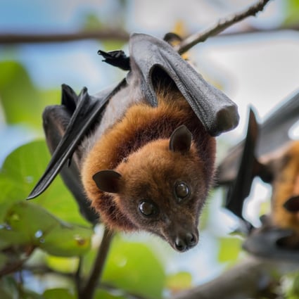 A Chinese team of scientists has detailed how they found a bat virus with many similarities to Sars-CoV-2. Photo: Shutterstock