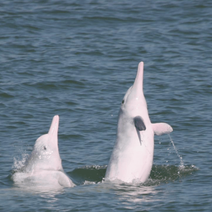 Rare pink dolphins are returning to Hong Kong waters. Photo: Handout.