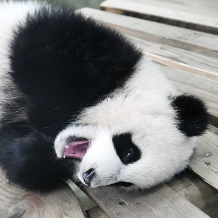 Baby Panda Born In Netherlands Makes Public Debut South China Morning Post