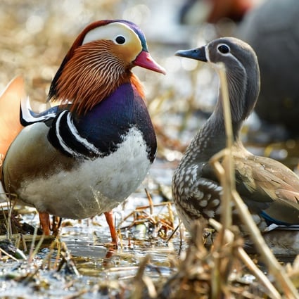 Mandarin ducks are a symbol of love in Chinese culture. Photo: Getty Images