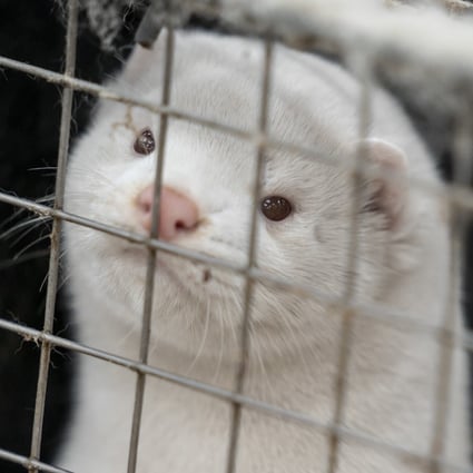 Coronavirus Culled Mink Rise From Graves In Denmark After Botched Mass Burial South China Morning Post