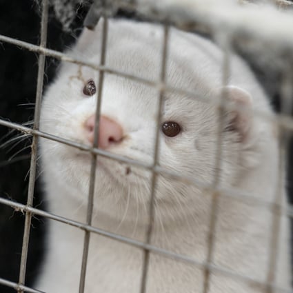 Coronavirus Culled Mink Rise From Graves In Denmark After Botched Mass Burial South China Morning Post Coronavirus Culled Mink Rise From Graves In Denmark After Botched Mass Burial South China Morning Post