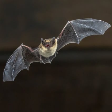 The task force includes a scientist who was in the team that identified bats as reservoirs for coronaviruses after the Sars outbreak. Photo: Shutterstock