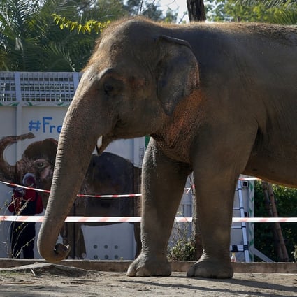Kaavan has been living in misery for three decades at an Islamabad zoo. Photo: AP