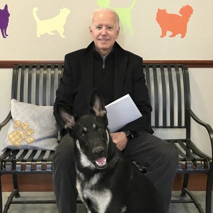 Joe Biden, 78, suffered the injury playing with Major, one of his two German shepherds. File photo: AP